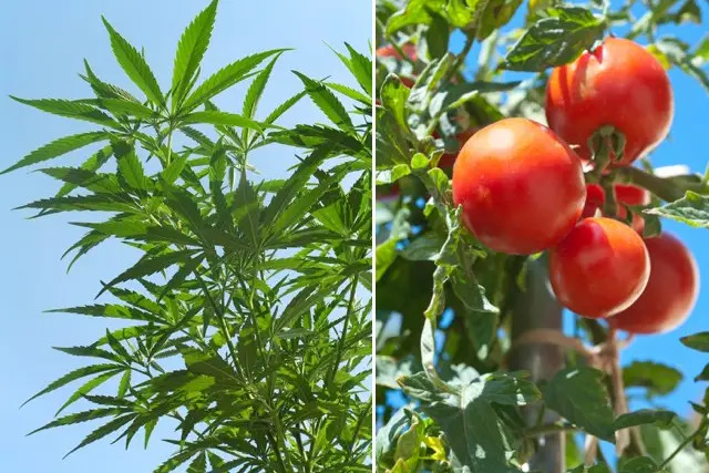 13. Tomato Plant