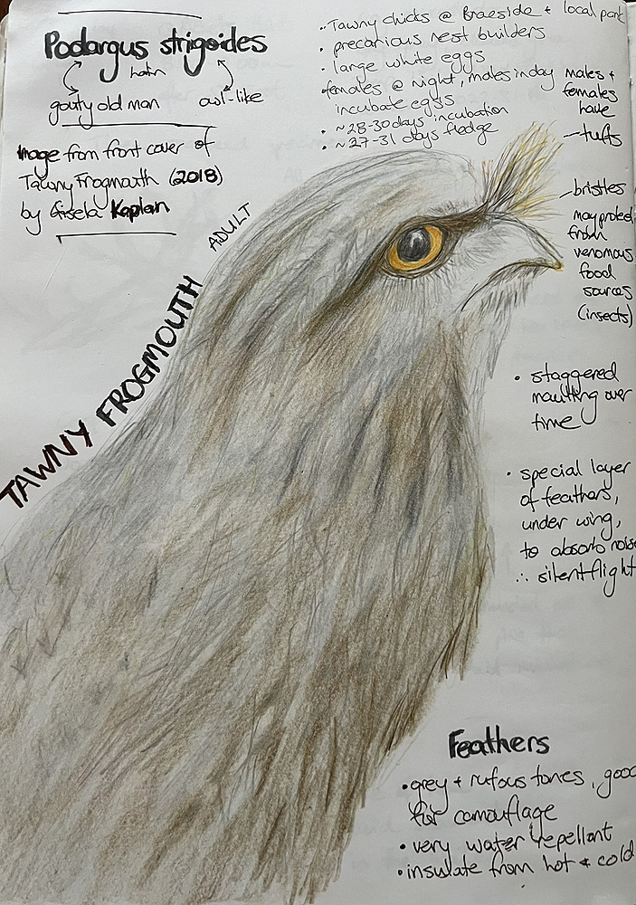 nature journal page - tawny frogmouth