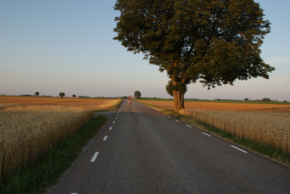 Träd och cyklist vid landsväg, skymning