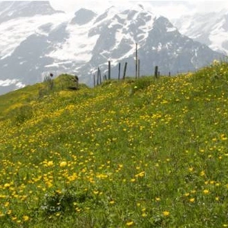 tourhub | UTracks | High Trails of the Bernese Oberland 