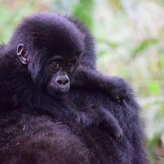 tourhub | Verdoro Safaris | 3-Day Gorilla Trekking in Bwindi Impenetrable Forest 