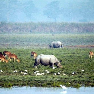 tourhub | Agora Voyages | Assam Allure: Kaziranga National Park & Guwahati Discovery 