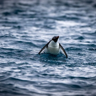 tourhub | Intrepid Travel | Shackleton's Falklands, South Georgia and Antarctica Expedition (Ocean Endeavour)  