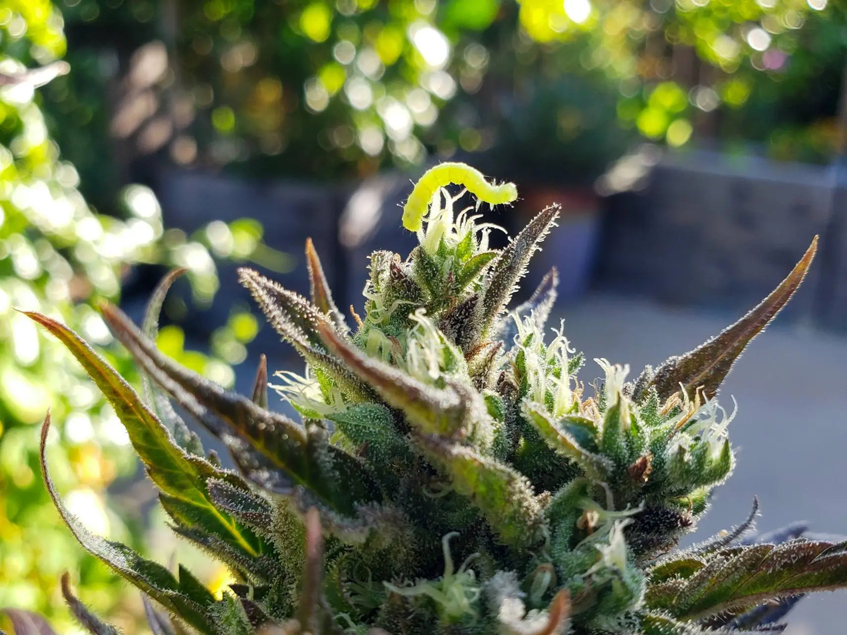 Organic Pest Control Methods for Cannabis