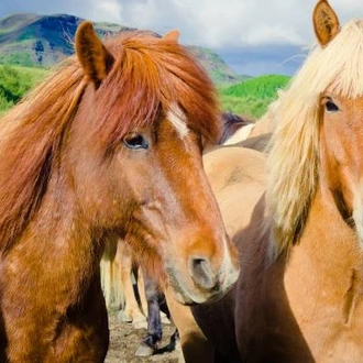 tourhub | On The Go Tours | Westfjords of Iceland - 8 days 