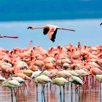 tourhub | Bamba Travel | Lakes & Mountain Safari 10D/9N (Masai Mara, Lake Nakuru & Baringo, Samburu, Amboseli) 