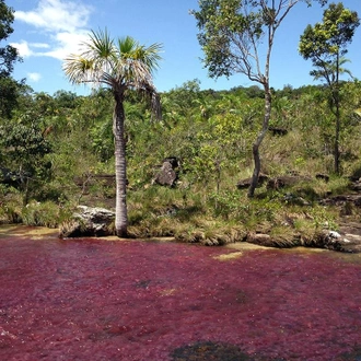 tourhub | Bamba Travel | Bogota & Cano Cristales Experience 7D/6N 