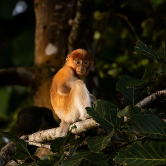 tourhub | Intrepid Travel | Classic Borneo 