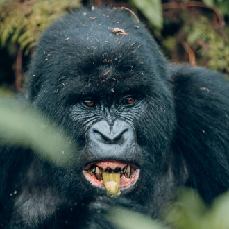 tourhub | Kawira Safaris Ltd | 2 Day Rwanda Gorilla Trekking Tour 