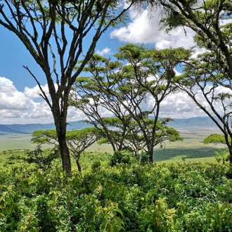 tourhub | Beach and Safari Holidays | From Arusha: 5-Day Tarangire, Lake Manyara & Ngorongoro Tour 