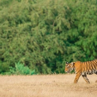 tourhub | On The Go Tours | Golden Triangle & Tigers - 10 days 