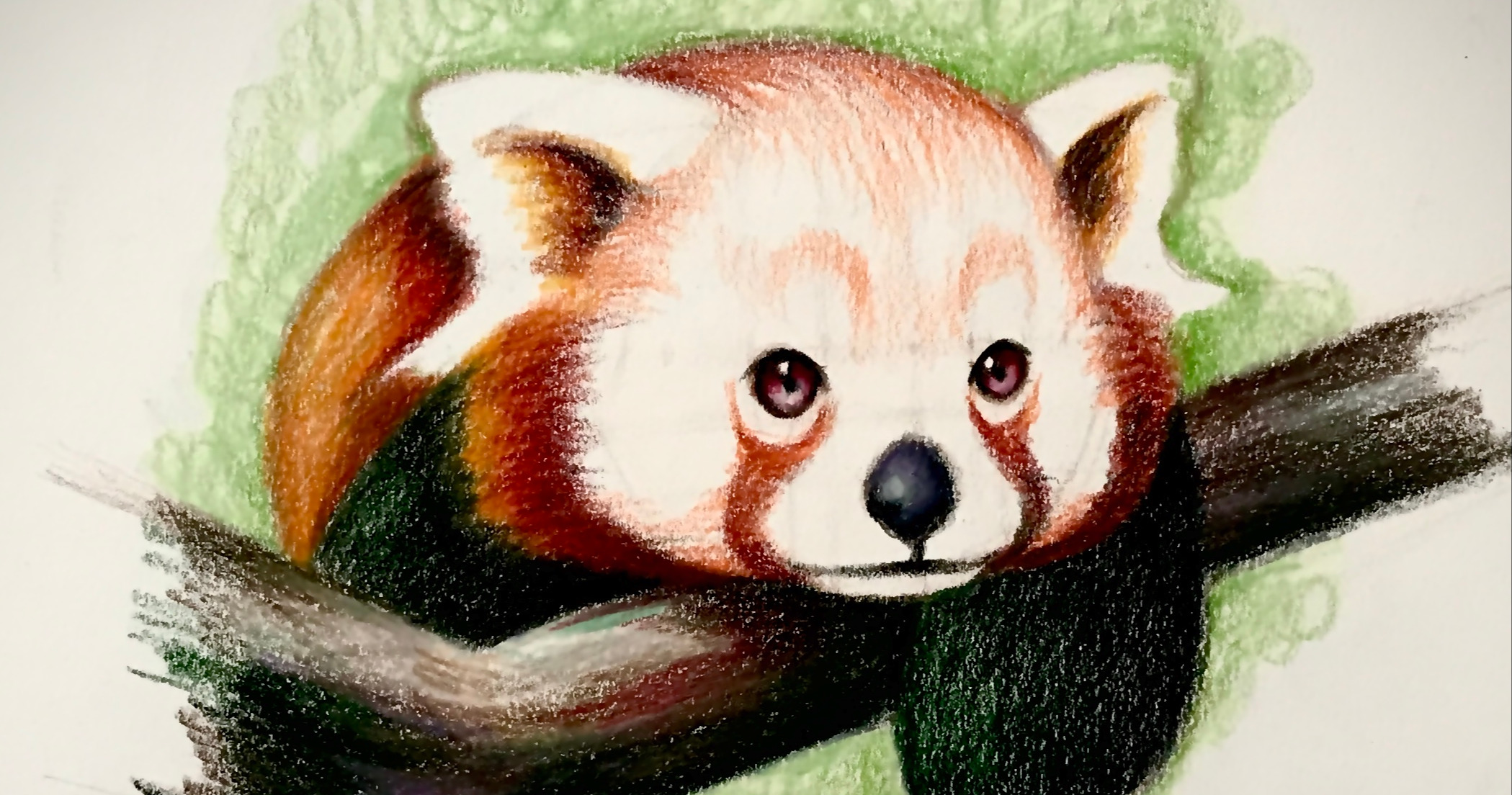 panda illustration - Google Search  Panda art, Cute panda, Panda painting