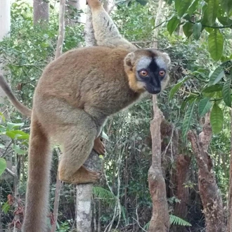 tourhub | Fosa Travel | MADAGASCAR 9 Days Baobabs and Lemurs Tours 