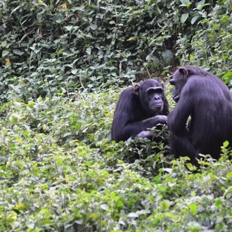 tourhub | Trek Rwenzori Tours | Uganda Greatest Hit Safari 