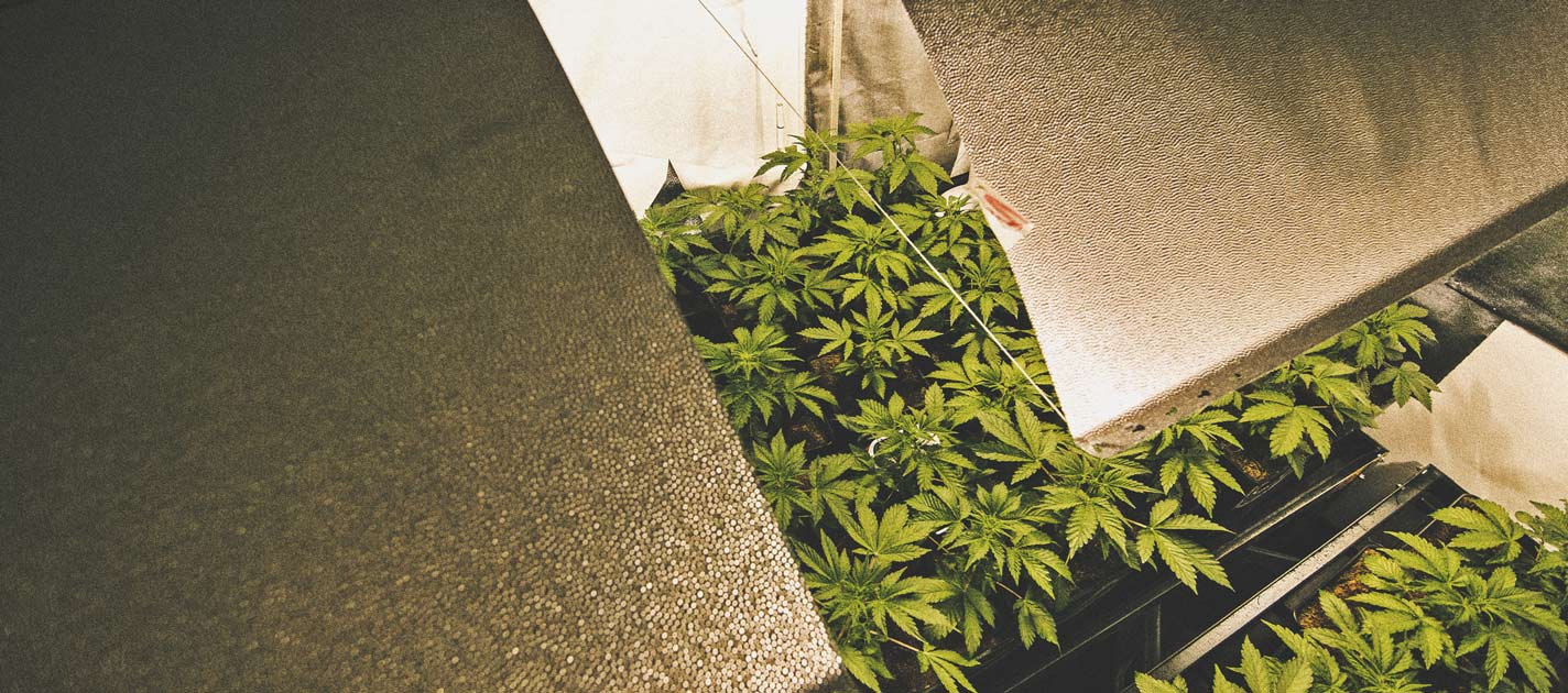 Automating Your Cannabis Growing Space