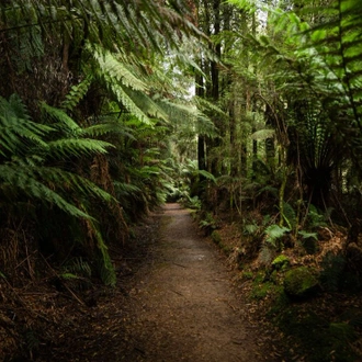 tourhub | Intrepid Travel | Walk Tasmania's Tarkine & Cradle Mountain 