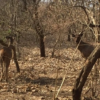 tourhub | Agora Voyages | Wildlife and Waves: Gujarat Temple Trail & Diu Delight 