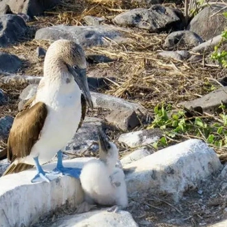 tourhub | Ecuador Galapagos Travels | 5 Days Galapagos Wildlife Discovery (2 Uninhabited Islands) 