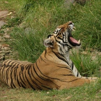 tourhub | Bamba Travel | Ranthambore Tiger Experience 5D/4N (from Delhi) 