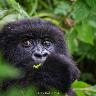 tourhub | 1000 Hills Safaris | Rwanda Gorilla & Golden Monkey with Canoe ride 