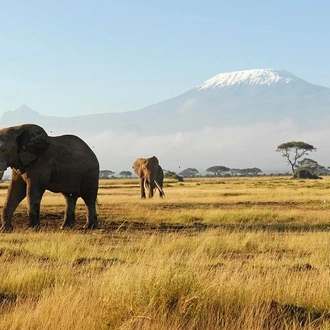 tourhub | Gracepatt Ecotours Kenya | 7 Days Tsavo West, Amboseli, Lake Nakuru & Masai Mara Wildlife Safari 