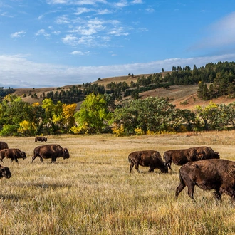 tourhub | Intrepid Travel | South Dakota to Yellowstone Parks Explorer		 