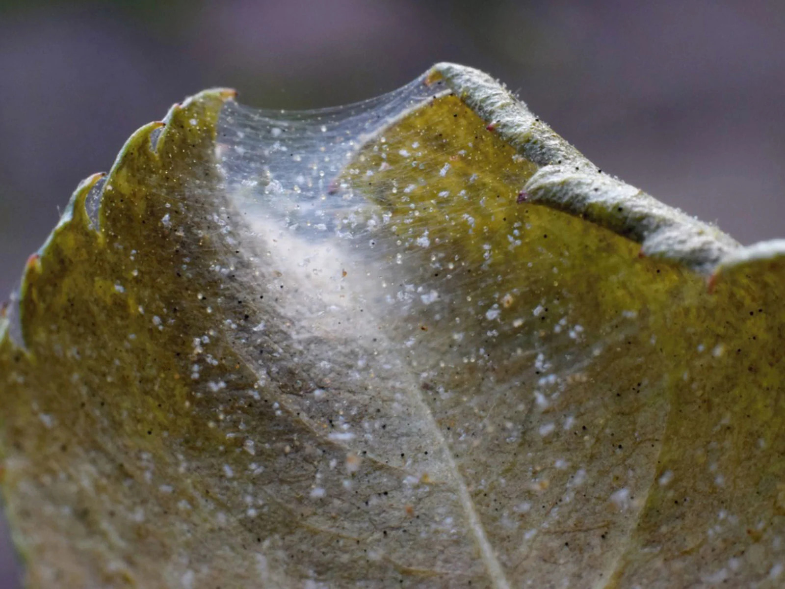 How To Get Rid Of Spider Mites