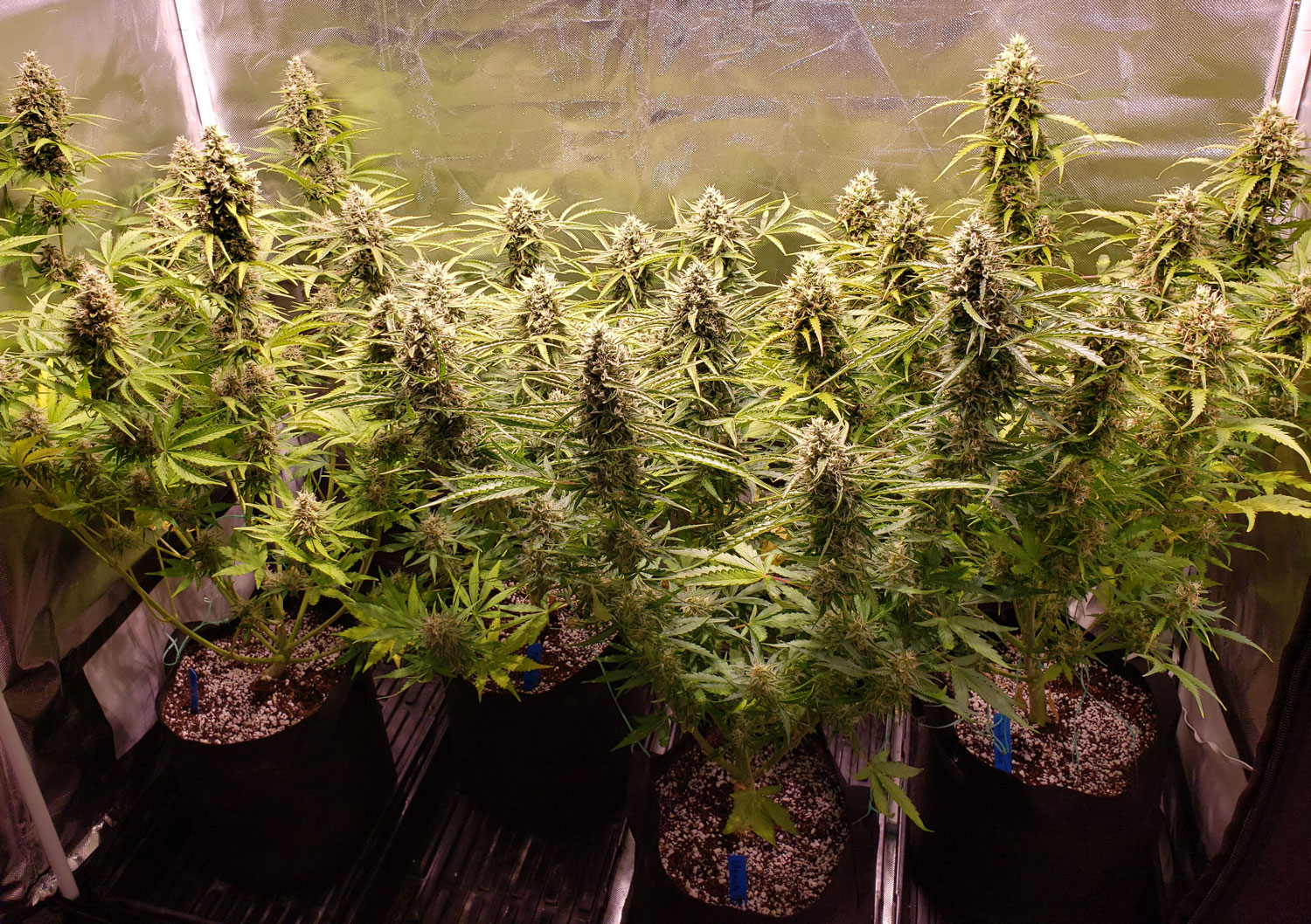 What are Autoflowering Cannabis Plants?