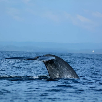 tourhub | Ceylon Travel Dream | 07 Day Blue Whales and Wildlife Safari 