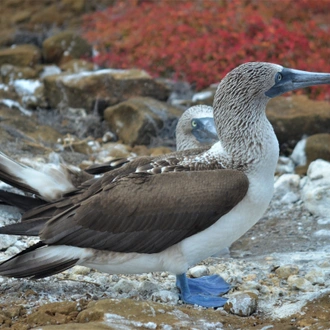 tourhub | Ecuador Galapagos Travels | 4-Day Galapagos Essential Budget 