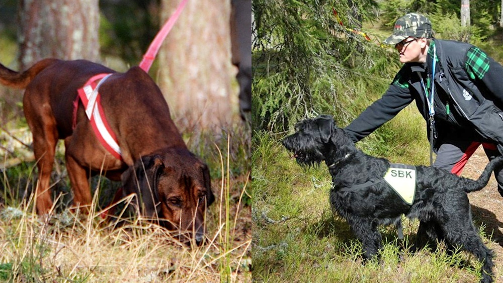 Tillgången till duktiga eftersöks- och tjänstehundar riskerar att försvåras. Foto: Patrik Nilsson och Björn Rosengren