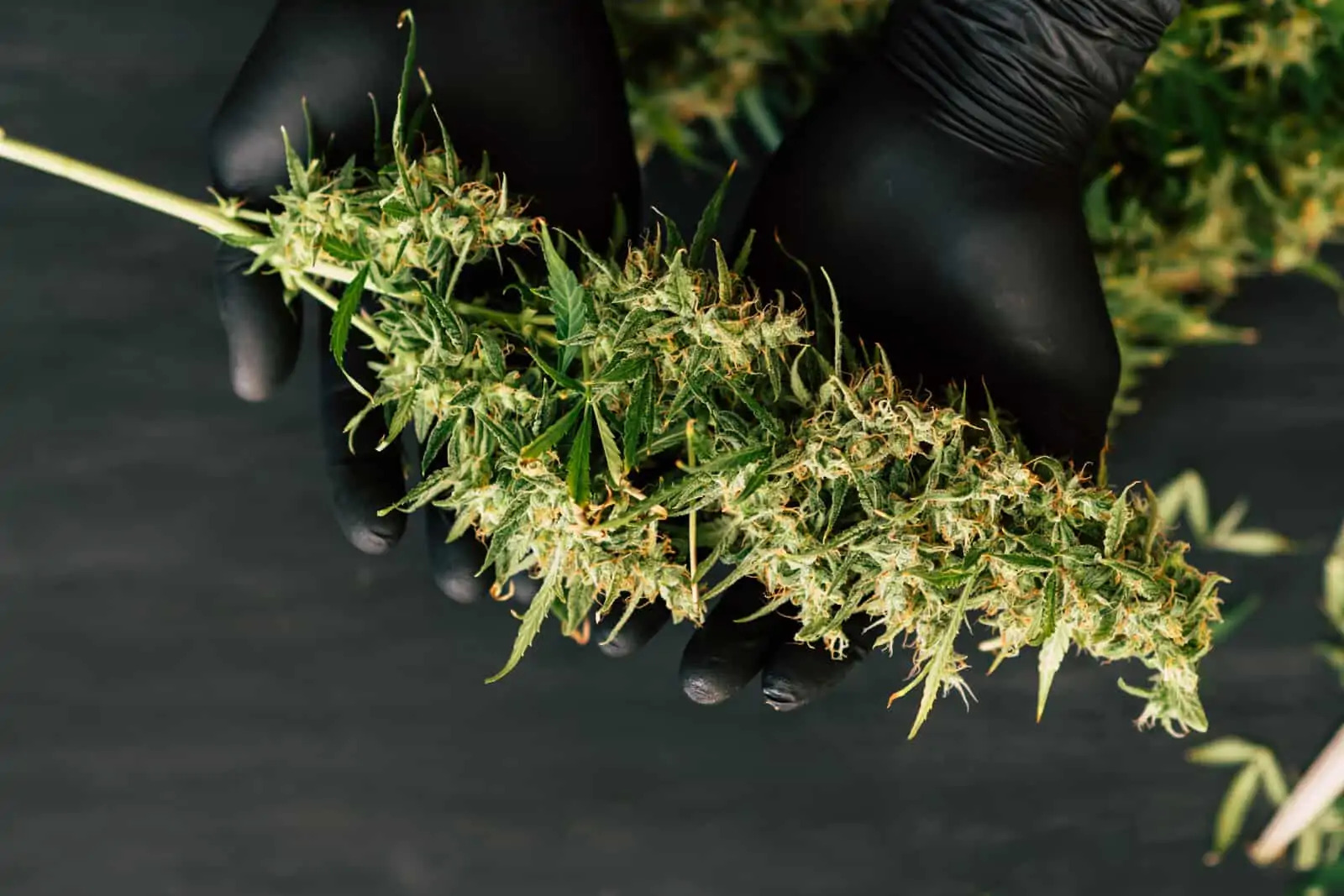 Ideal Conditions for Drying Buds Without Hanging