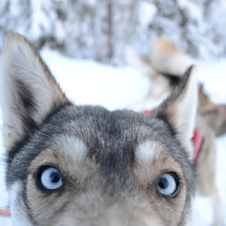 tourhub | Intrepid Travel | Finnish Lapland Winter Family Holiday 