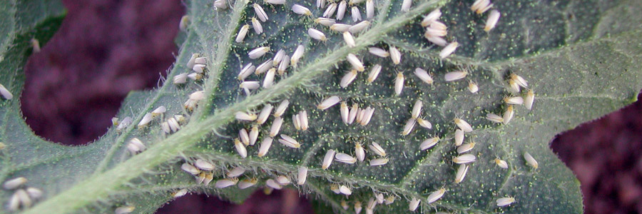 How to Treat Whiteflies on Cannabis