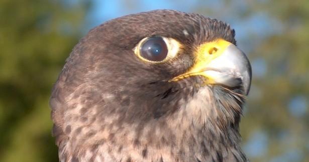 Half Day Falconry Experience