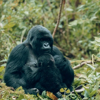 tourhub | Kawira Safaris Ltd | 2 Day Rwanda Gorilla Trekking Tour 