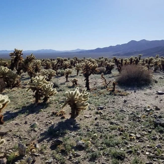 tourhub | Intrepid Travel | Hiking and Camping in Joshua Tree 