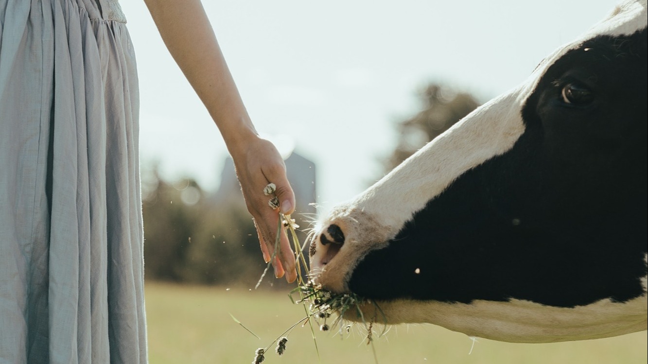 Représentation de la formation : 5.4 - La ferme pédagogique ou thérapeutique