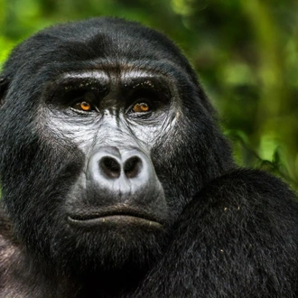 Explore Gorillas Uganda