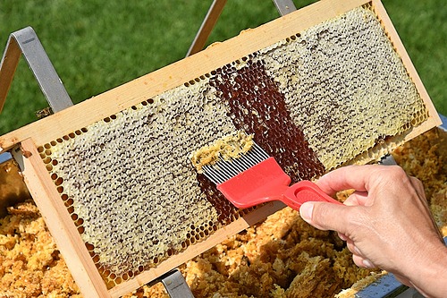 Représentation de la formation : ATELIER Découverte de l'apiculture