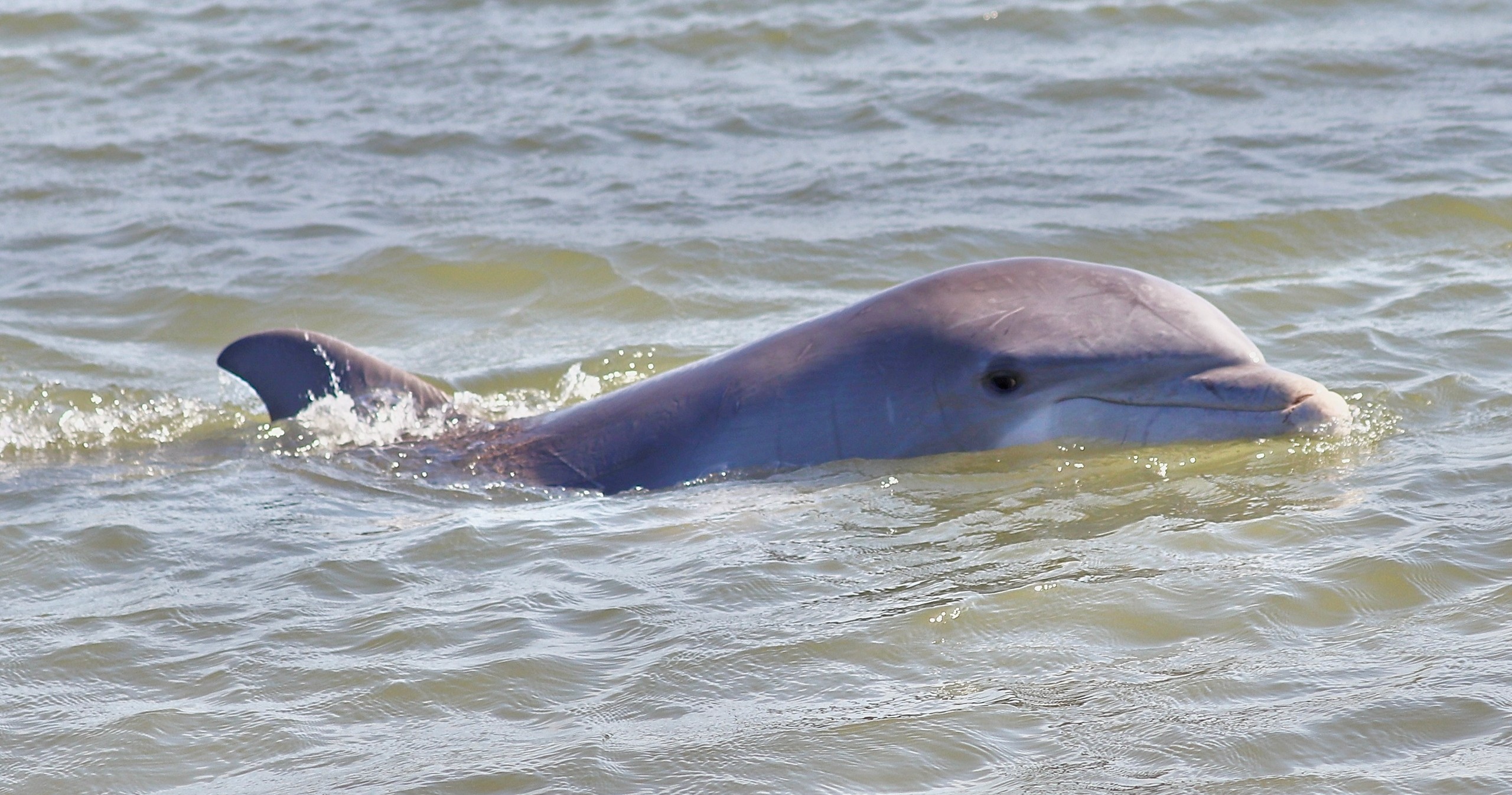 Dolphin Eco-Charter