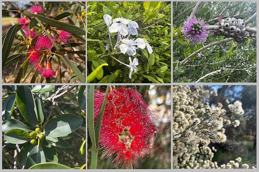 Biodiversity in the northern part of Possum Park / Pirltawardli (Park 1 North)