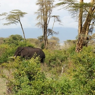 tourhub | Akondo Adventures | 3 Days Tarangire, Lake Manyara and Ngorongoro Safari 