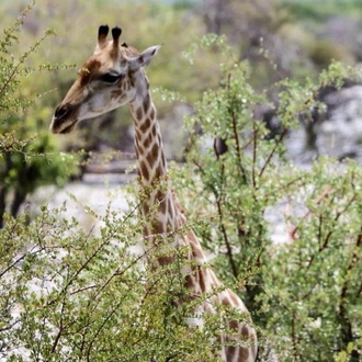 tourhub | Chameleon Safaris Namibia | 3 Day Etosha Budget Camping Safari 