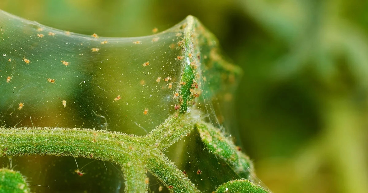 How To Recognize The Presence Of Spider Mites