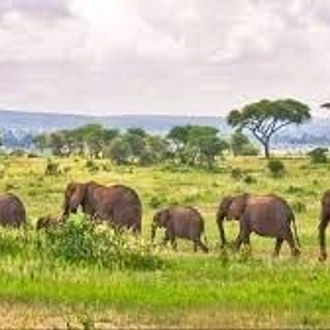 tourhub | Eddy tours and safaris | 2 Days Tanzania Safari 