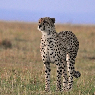 tourhub | Royal Private Safaris | 7 DAYS BEST OF KENYA SAFARI 