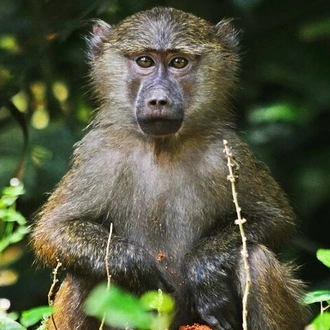 tourhub | Verdoro Safaris | Explore Primates: 10 Days Safari Tour in Uganda 