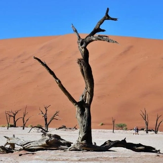 tourhub | Chameleon Safaris Namibia | 7 Day Southern Namibia & Sossusvlei Camping Safari 