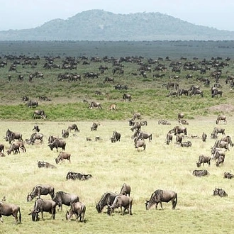 tourhub | Widerange African Safaris | 5 Days Popular Tanzania Serengeti migration Safari Tour in Southern Ndutu 